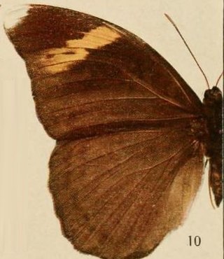 <i>Bebearia maximiana</i> Species of butterfly