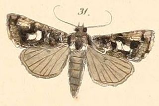 <i>Thysanoplusia sestertia</i> Species of moth