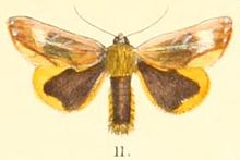 Pl.2-11-Pimprana atkinsoni Moore, 1879.JPG