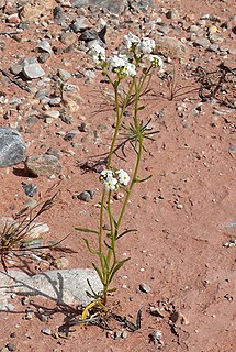 <i>Plagiobothrys jonesii</i> Species of flowering plant