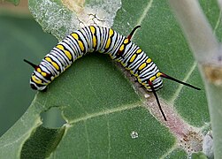 Plain Tiger (Danaus chrysippus) caterpillar on a Calotropis (Milkweed) species in Hyderabad, AP W IMG 7970.jpg