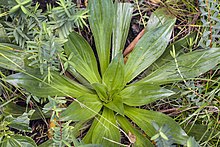 Plantago hedleyi (14268491183).jpg