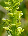 Platanthera purpurascens