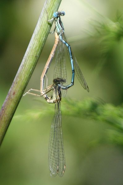 File:Platycnemis pennipes copula Doerzbach-Hohebach 20040624 1.jpg