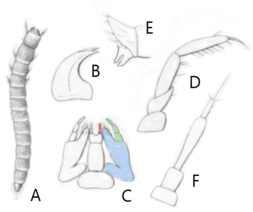 Platydema europaeum larva.png