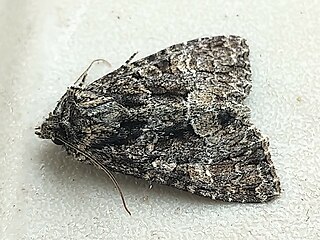 <i>Platypolia mactata</i> Species of moth