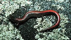 Description de l'image Plethodon angusticlavius.jpg.