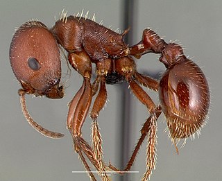 Red harvester ant Species of ant