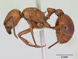 Pogonomyrmex cunicularius