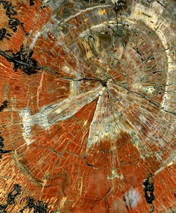 Polished slice of Triassic petrified wood from Arizona