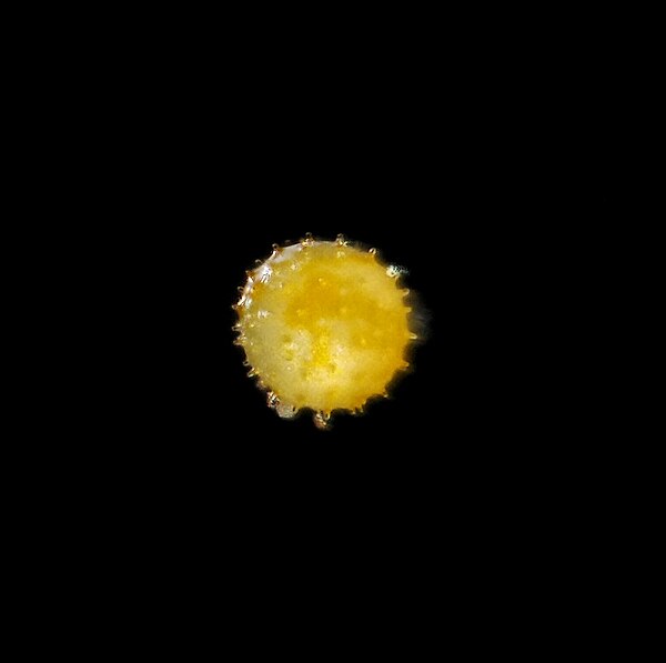 Pollen grain