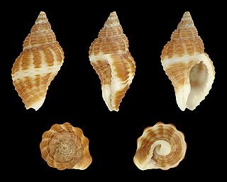 <i>Pollia fumosa</i> Species of gastropod