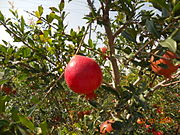 Pomegranate ajnale.jpg