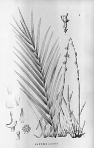 plate 5 Nemaconia striata (as syn. Ponera striata)