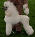 The lead image from the article poodle