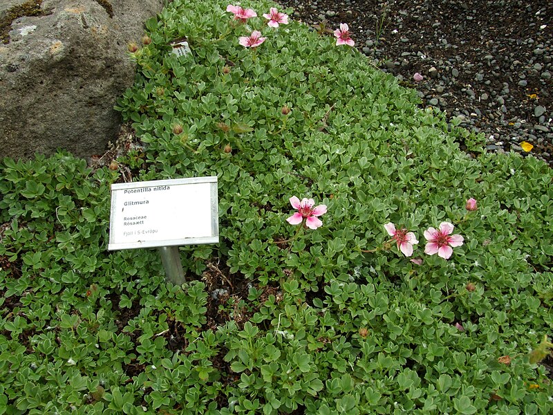 File:Potentilla nitida (Reykjavík BG).jpg