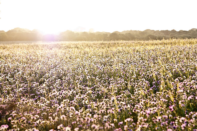 File:Primavera dorada (5694124381).jpg