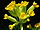 Primula veris 090510.jpg