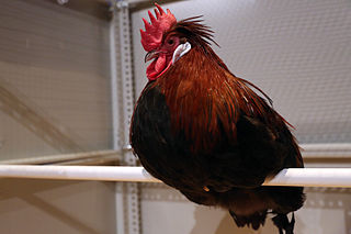 <span class="mw-page-title-main">The Cosmopolitan Chicken Project</span>