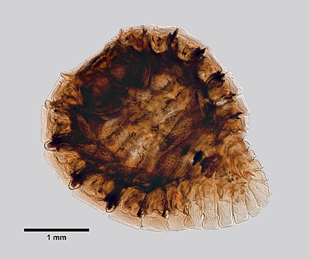 Probopyrus pandalicola