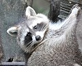 Raccoon (Procyon lotor) Waschbär