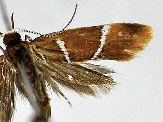 <i>Promalactis scorpioidea</i> Species of moth