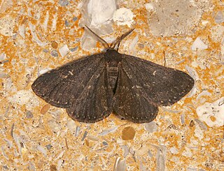 <i>Prosoparia floridana</i> Species of moth