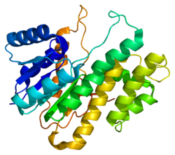 חלבון CBR3 PDB 2hrb.png