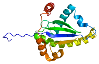 <span class="mw-page-title-main">TRADD</span> Protein-coding gene in the species Homo sapiens