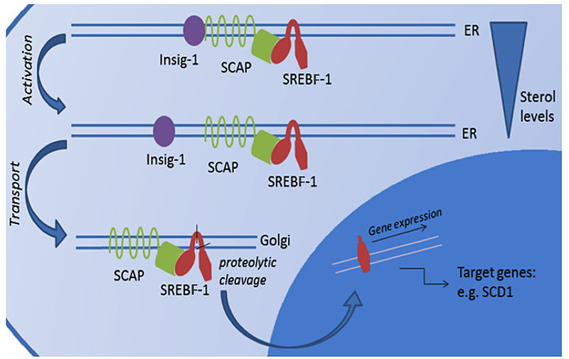 File:Proteolytic activation of SREBF-controlled lipid biosynthesis.jpg