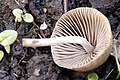 Psathyrella tephrophylla