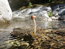 Psathyrella sp. 162027.jpg