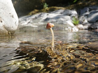 <i>Psathyrella aquatica</i> Species of fungus