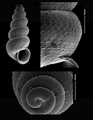 Pseudoaclisina conica (MNHN-IM-2000-25041).jpeg