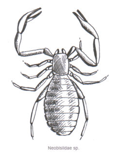Los pseudoescorpiones o seudoescorpiones son un orden de diminutos arácnidos, cuyos pedipalpos recuerdan a los de los escorpiones. Sin embargo, no pertenecen al mismo orden, pues carecen de 