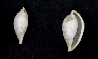 <i>Pseudosimnia adriatica</i> Species of gastropod