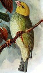 Thumbnail for ʻŌʻū