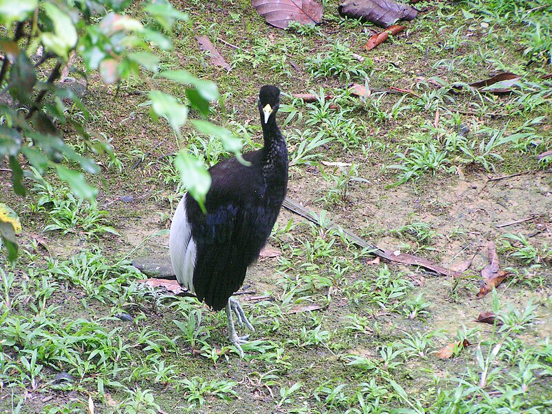 File:Psophia leucoptera (Pale-winged Trumpeter).jpg