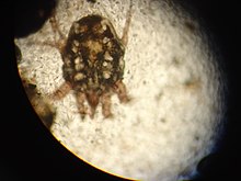 quot;Psoroptes cuniculiquot; (Sarcoptoidea: Psoroptidae)