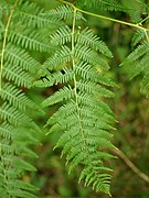 Pteridium aquilinum