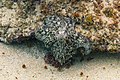 * Nomination Common octopus (Octopus vulgaris), Mouro Island, Santander, Spain --Poco a poco 07:28, 8 August 2020 (UTC) * Promotion  Support Good quality. --Ermell 09:09, 8 August 2020 (UTC)
