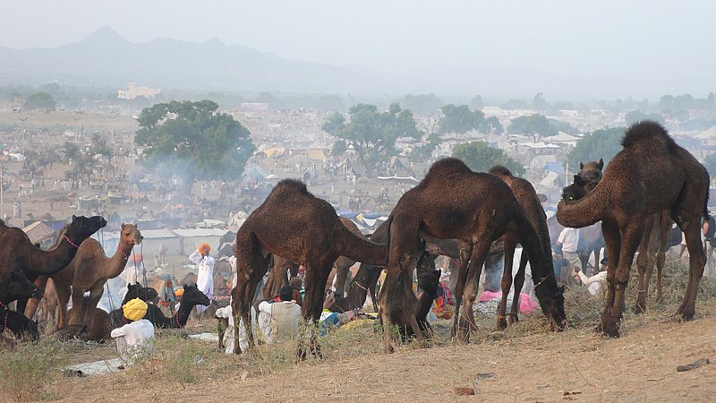 File:Pushkar.in Kamel Markt - panoramio.jpg