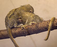 Pygmy Marmoset (5512658384) .jpg