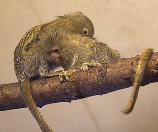 <span class="mw-page-title-main">Eastern pygmy marmoset</span> Species of New World monkey