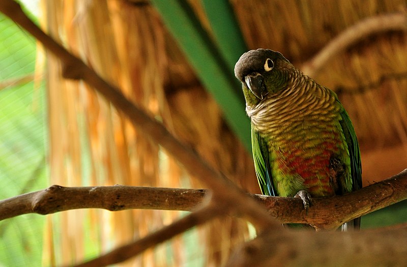 File:Pyrrhura molinae -captive-perch-6a.jpg