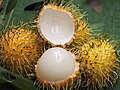 Zrel rumeni sadež rambutan v Maleziji