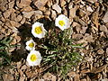 Ranunculus glacialis