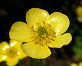 Ranunculus japonicus