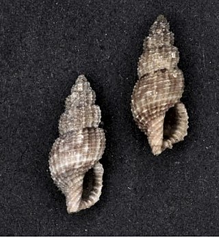 <i>Raphitoma pupoides</i> Species of gastropod