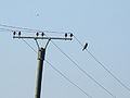 Raubvogel auf Stromleitung beobachtet Segelflugzeug